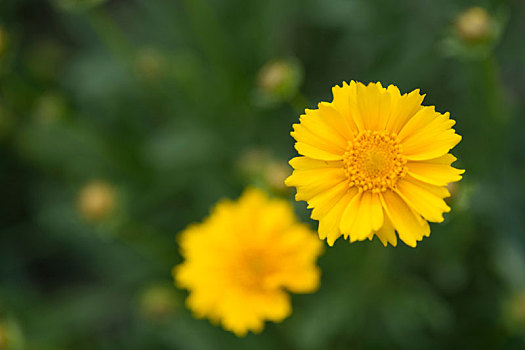 金鸡菊