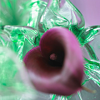 紫色,马蹄莲,花瓶,俯视