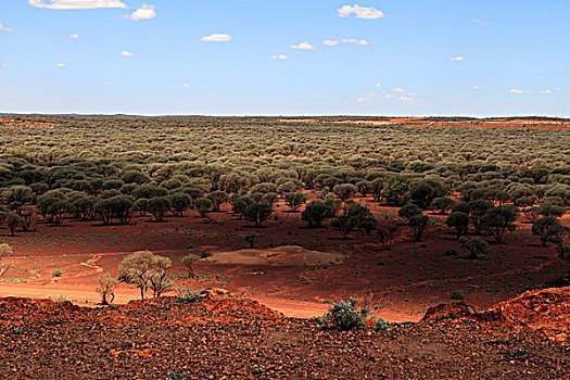 偏远地区,风景,树,金矿区,砂岩,西澳大利亚州