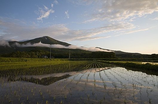 风景,晚间,稻田