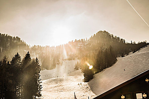 滑雪坡,树,鲜明,阳光,奥地利
