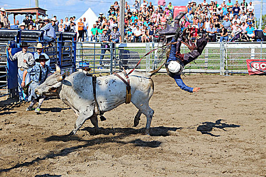 牛仔竞技表演,公牛,骑,魁北克省,加拿大,北美