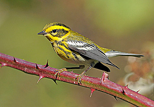 雄性,鸣禽,栖息,维多利亚,加拿大