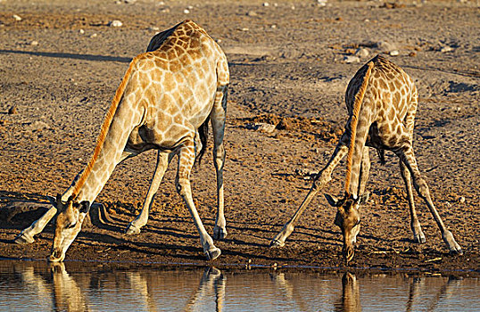 南非,长颈鹿,两个,雌性,喝,水潭,夜光,埃托沙国家公园,纳米比亚,非洲
