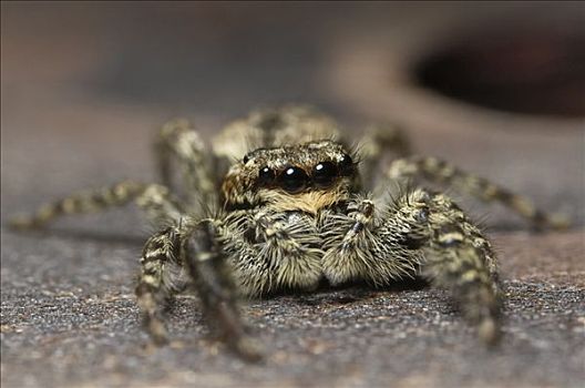 蜘蛛,荷兰
