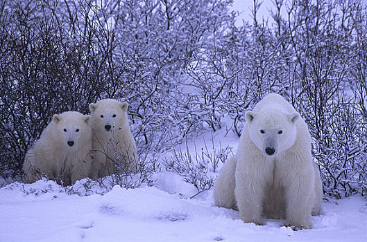 加拿大,曼尼托巴,北极熊,1岁