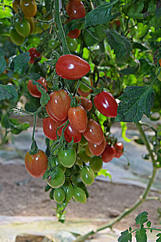 圣女果小番茄小西红柿