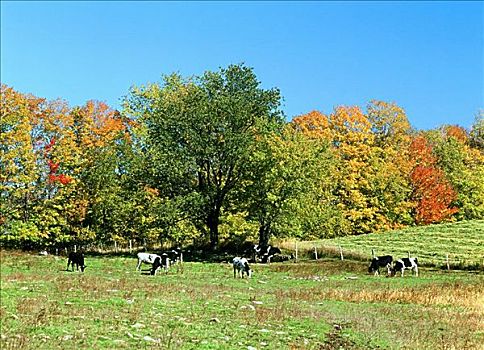 黑白花牛,牛,宾夕法尼亚,美国