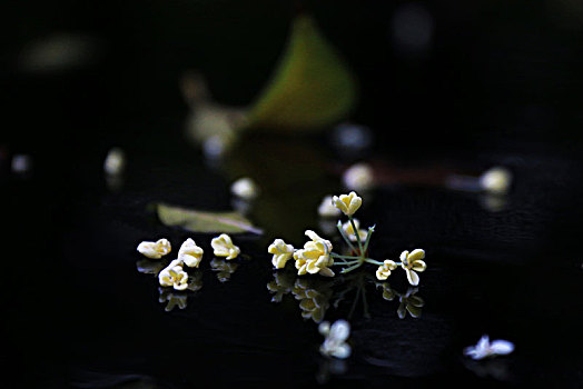 雨中凋落的桂花