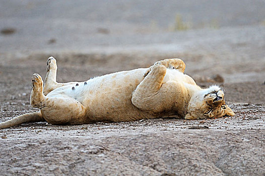 雌狮,狮子,躺着,背影,赞比西河下游国家公园,赞比亚,非洲