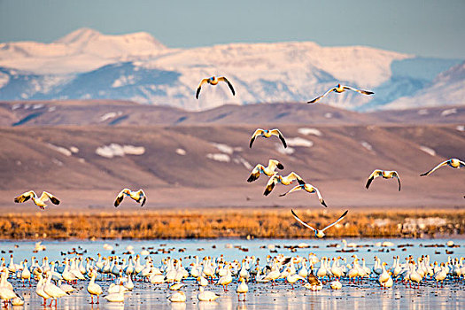 雪雁,起飞,水塘,湖,靠近,蒙大拿,美国