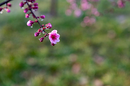 花卉