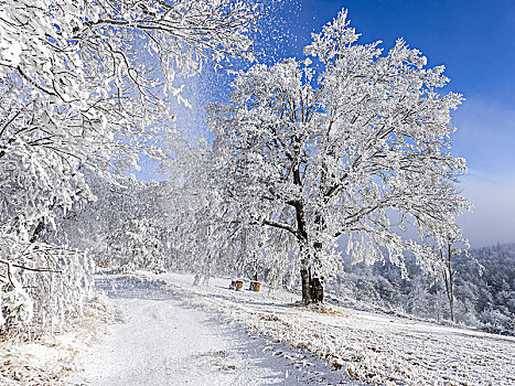 白霜,树,山脉,下奥地利州,奥地利,欧洲
