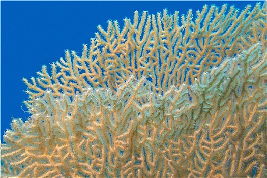 巨大,柳珊瑚目,热带,海洋,水下