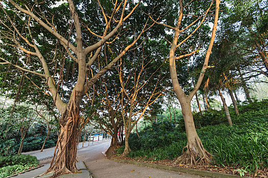 海南海口金牛岭公园里的榕树,自然风光
