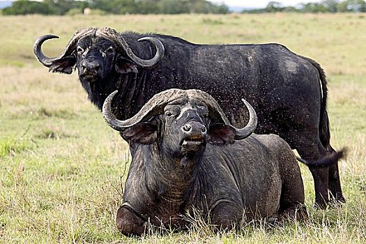两个,南非水牛,非洲水牛,马赛马拉国家保护区,肯尼亚