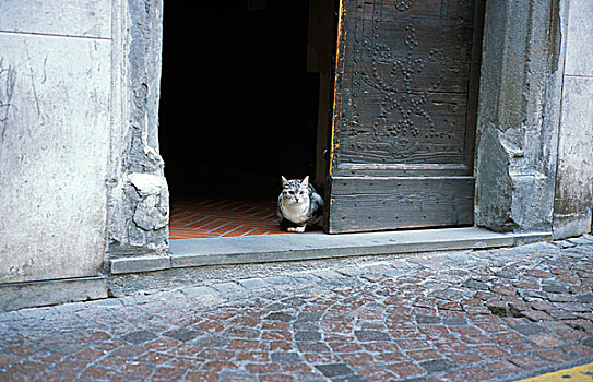 意大利,猫,入口,门