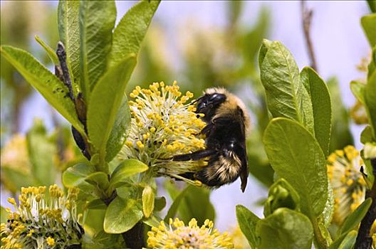 大黄蜂,花粉,开花灌木,纳克内克
