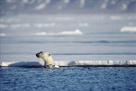 北极熊,一对,偷窥,上方,海冰,巴芬岛,加拿大