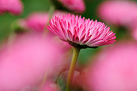 粉色,雏菊