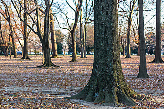 美国华盛顿城市公园树林