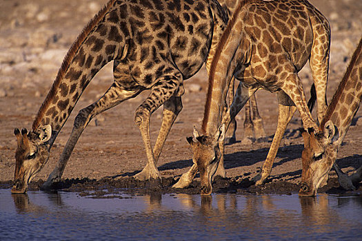 纳米比亚,公园,长颈鹿,水潭,喝