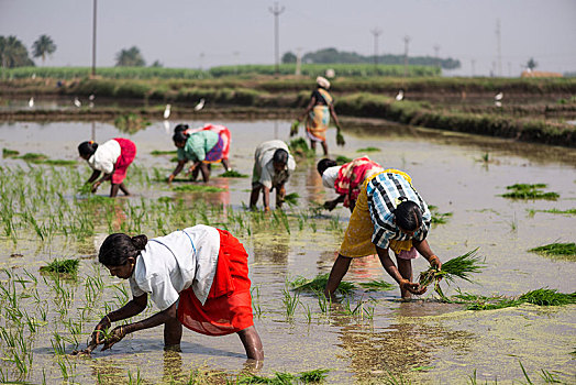 稻米,培育,工人,稻田,靠近,马杜赖,泰米尔纳德邦,印度,亚洲