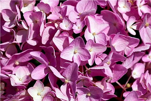 背景,花,粉色,八仙花属,特写