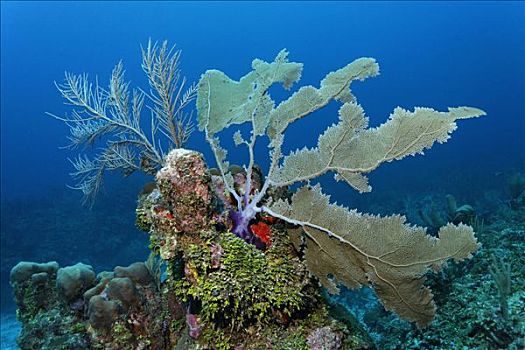 珊瑚礁,海扇,珊瑚,柳珊瑚虫,藻类,不同,彩色,海洋,海绵,佩特罗,岛屿,伯利兹,中美洲,加勒比海