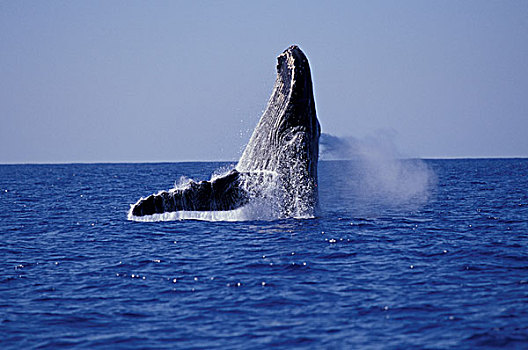 驼背鲸,鲸跃
