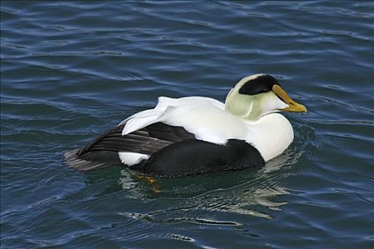绒鸭,欧绒鸭,芬地湾,新斯科舍省,加拿大