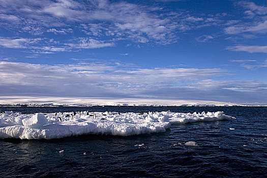 阿德利企鹅,冰,海洋,保利特岛,南极半岛,南极