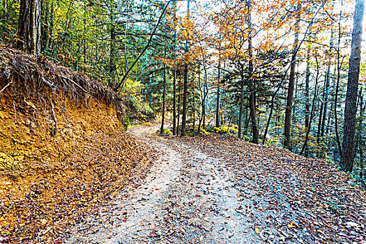 道路,秋天,山