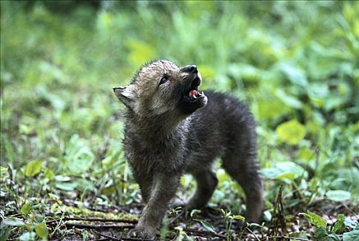 大灰狼,狼,幼仔,叫喊,北美