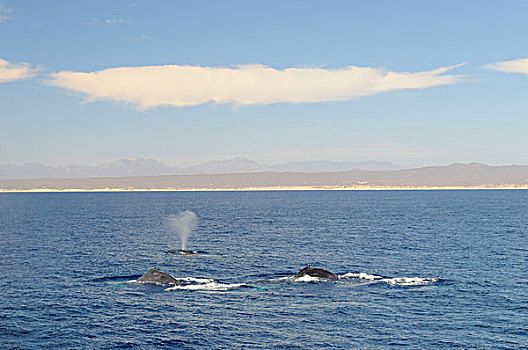 驼背,鲸,三个,成年,喷涌,表面,靠近,海岸,下加利福尼亚州,墨西哥,北美