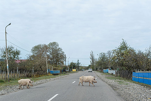 公路旅游,乔治亚,十月