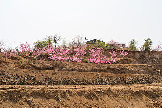 山东蒙阴桃花