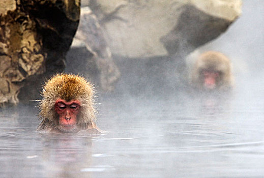 日本猕猴,雪猴,一对,湿透,日本