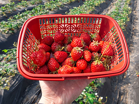 塑料,刚刚,采摘,新鲜草莓