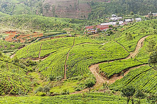 美景,茶,种植园,斯里兰卡