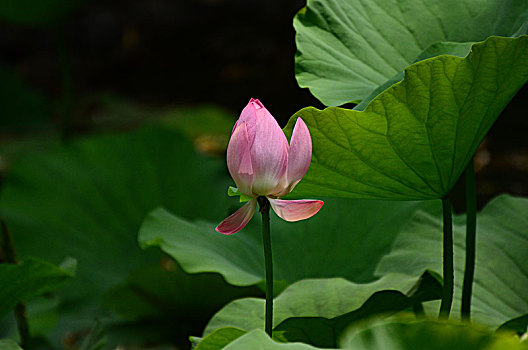 大观园里花中行