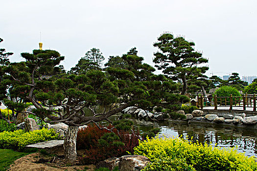 小松树