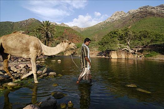 也门,索科特拉岛,男人,骆驼,穿过,旱谷,中心,岛屿