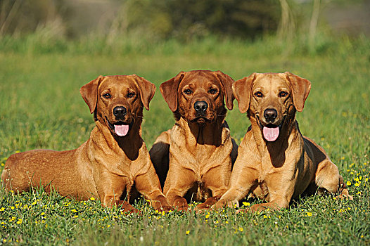 拉布拉多犬,三个,母狗,卧,并排,草地,黄色
