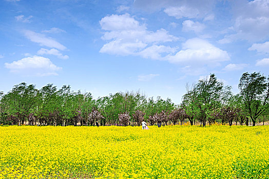 虞舜湿地公园的油菜花