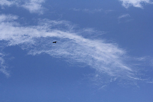 在蓝天白云下飞行的一只鸟