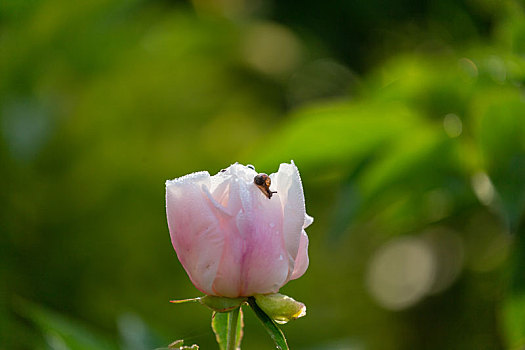 芍药花