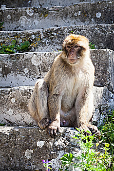 叟猴,坐,楼梯,短尾猿,弥猴属,生活方式,半岛,直布罗陀,石头