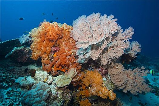珊瑚礁,繁茂,柳珊瑚虫,印度尼西亚,东南亚
