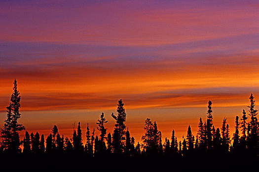 加拿大,加拿大西北地区,决心,日出,上方,北方针叶林,画廊